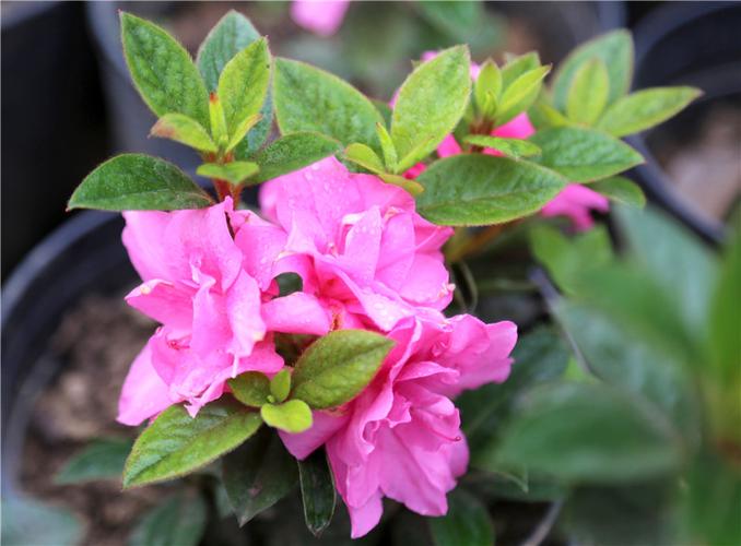 平顶山市叶县:花卉苗木种植助农增收脱贫