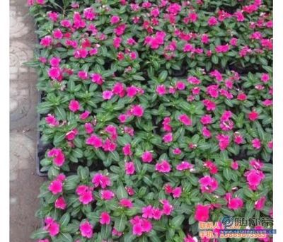 君诚花卉苗木厂(图)_节日草花种植_节日草花