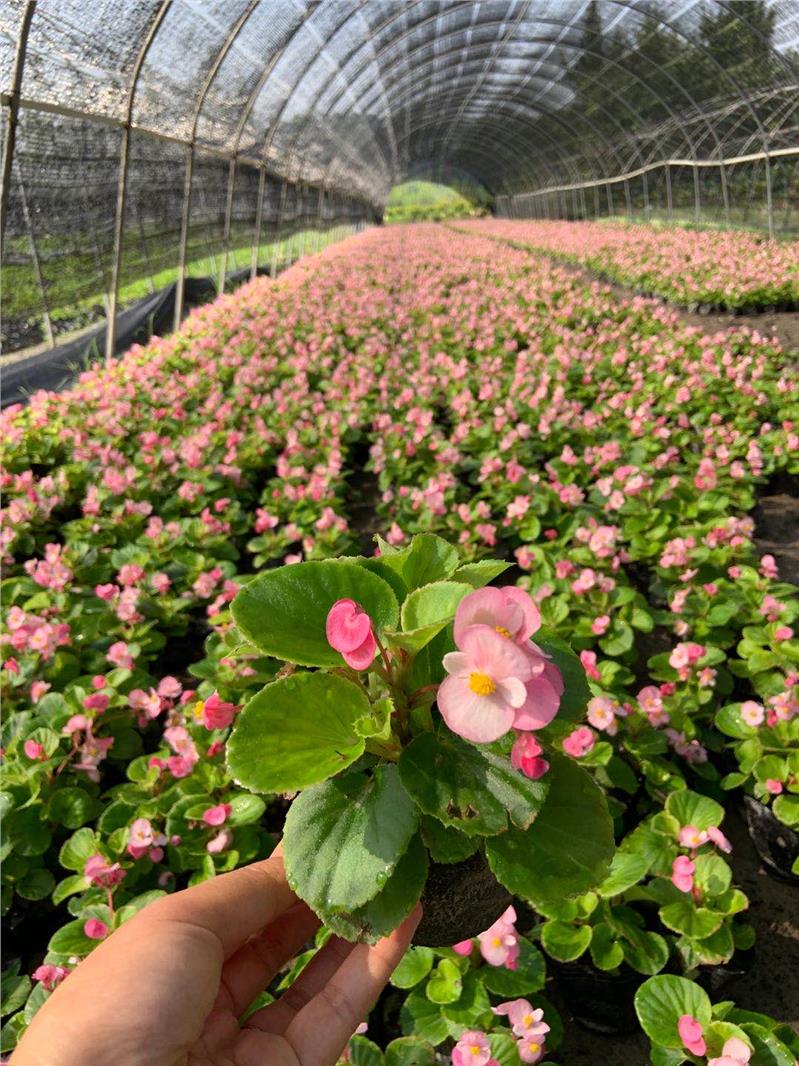 百色花草树木批发 灌木供应基地 植物小苗工程苗木供应