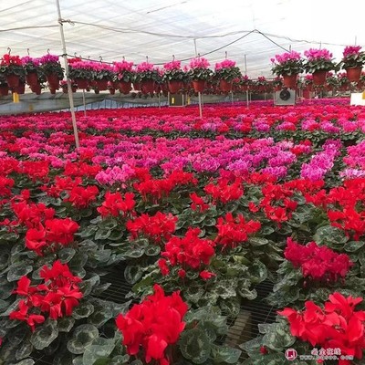 仙客来 花色鲜艳 多年生绿植净化空气 租摆花海 青州花卉苗木基地