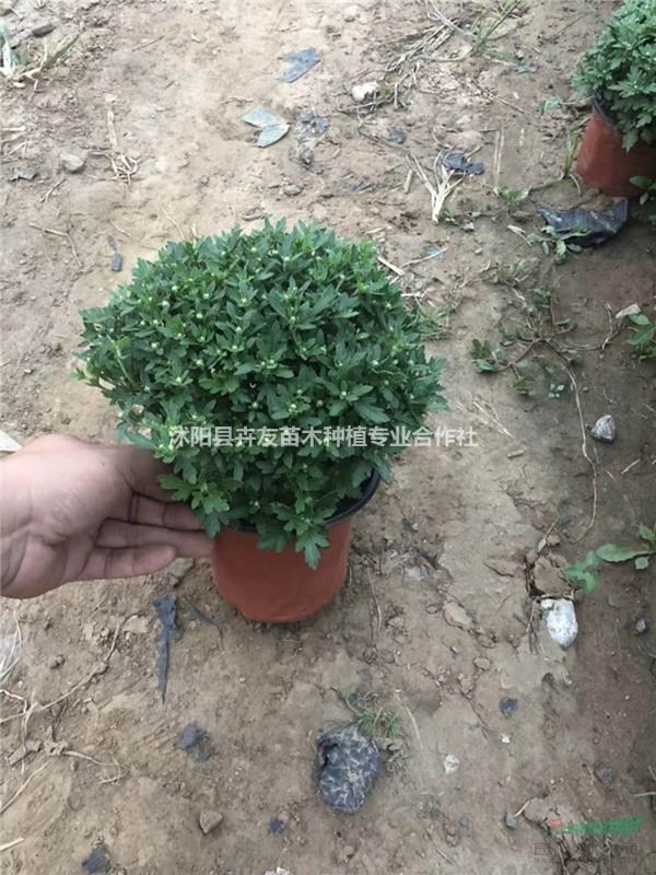 沭阳县卉友苗木种植专业合作社 深耕花卉苗木种植，助力绿色产业发展
